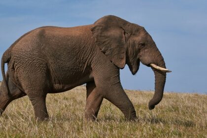 An elephant walking on the sprawling grounds of the tourist attraction of the region.