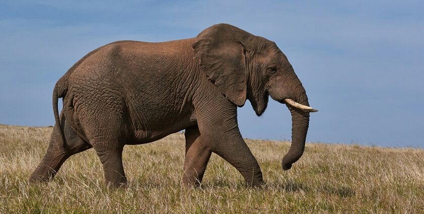 An elephant walking on the sprawling grounds of the tourist attraction of the region.