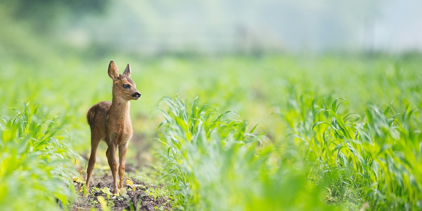 Daringbadi Wildlife Sanctuary is one of the most amazing hill stations near Odisha.