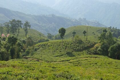 Breathe in the refreshing tea estates, a place to visit in Darjeeling in December.