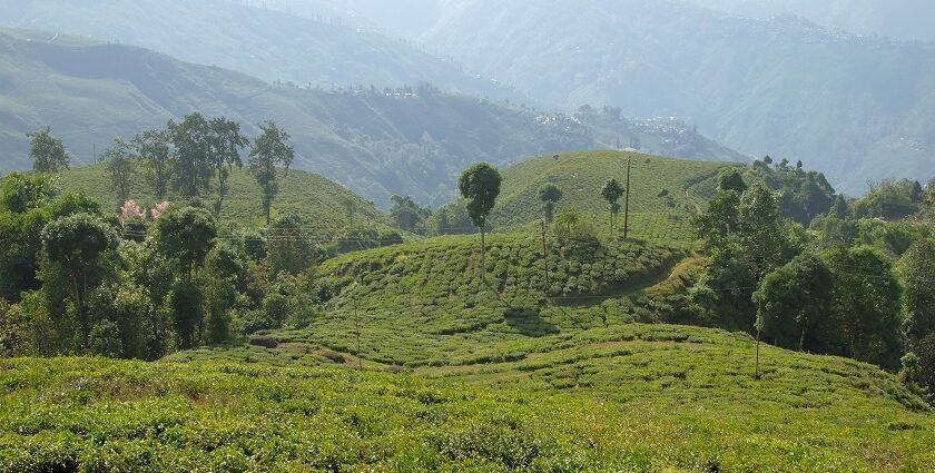 Breathe in the refreshing tea estates, a place to visit in Darjeeling in December.