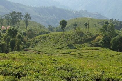 Watch out for the beautiful views of tea gardens in Darjeeling on a trip to West Bengal.