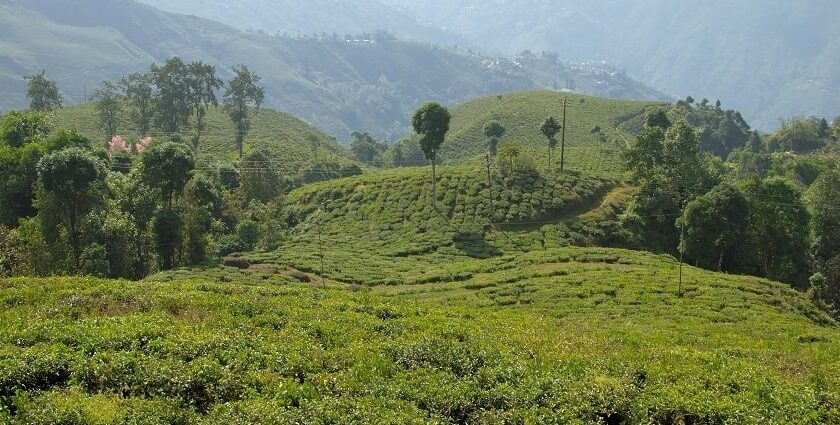 Watch out for the beautiful views of tea gardens in Darjeeling on a trip to West Bengal.