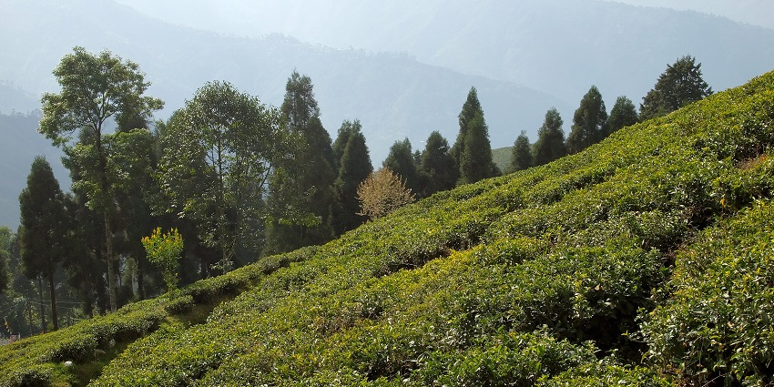 Tourists can consider the best time to visit Darjeeling for an amazing experience.