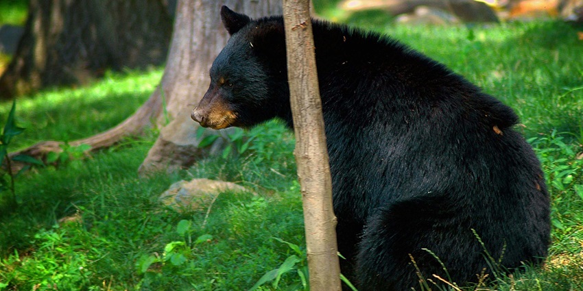 Darlaghat Wildlife Sanctuary is one of the best places to visit in Solan for a day trip.