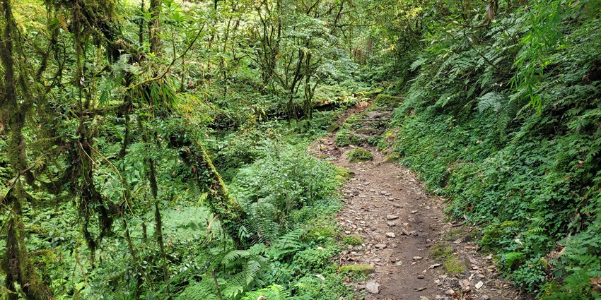 Image of a forest trail surrounded by lush greenery and a trail for hiking