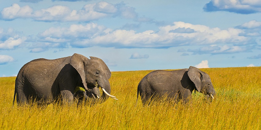 A view of elephants walking amidst yellow-green grasses at Deepor Beel tourist hotspot.