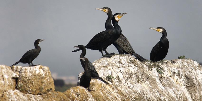 Great Cormorants Phalacrocorax carbo and Little Cormorants Microcarbo niger in Deepor Beel Wildlife Sanctuary.