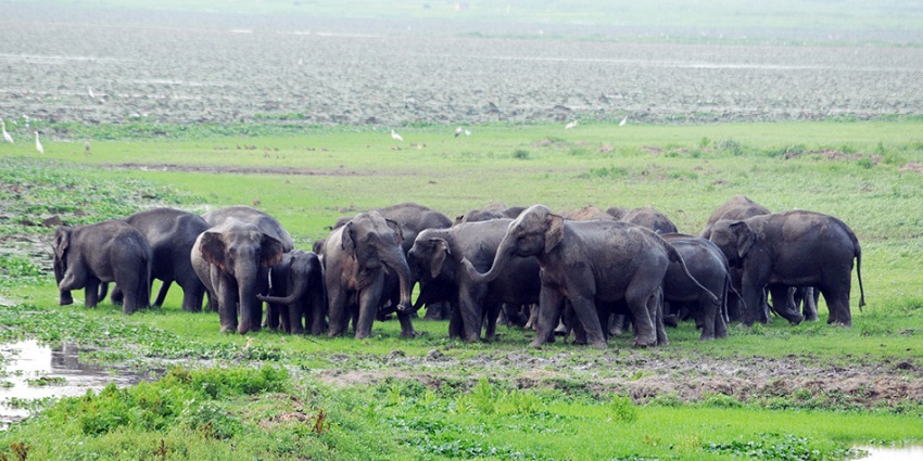 Deepor Beel Wildlife Sanctuary is a haven for migratory birds and endangered species.