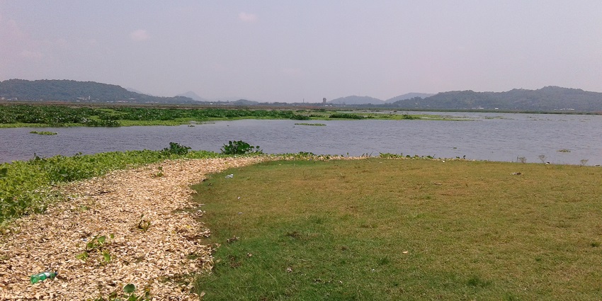 As you soar above, the expansive freshwater lake stretches in Deepor Bil, its importance as a bird sanctuary becoming evident.