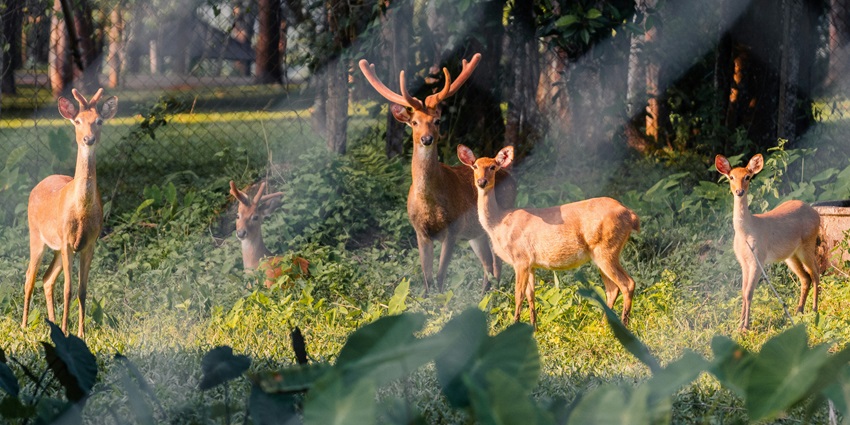 Deer Park is a grand park where you can spit rabbits and parakeets and also visit the Rose garden nearby