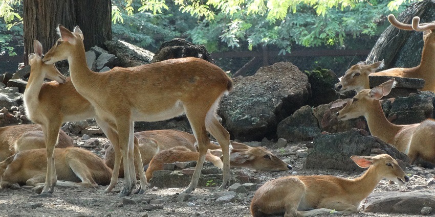 Witness the diverse wildlife like deer, rabbits and peacocks at the famous Deer Park.
