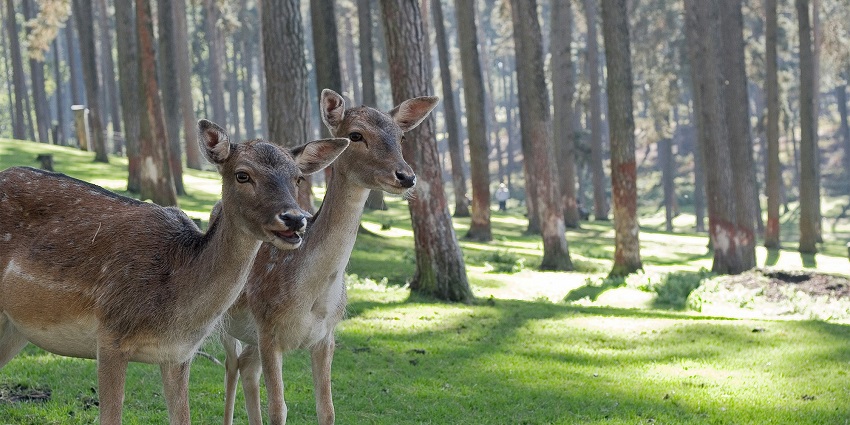 Deer Park is a popular park near Hauz Khas, perfect for relaxation and serene vibes.