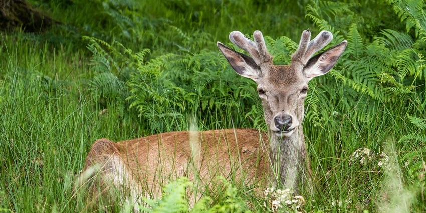 Deer Park is one of the most favourite places to visit in Delhi for couples for a day trip.