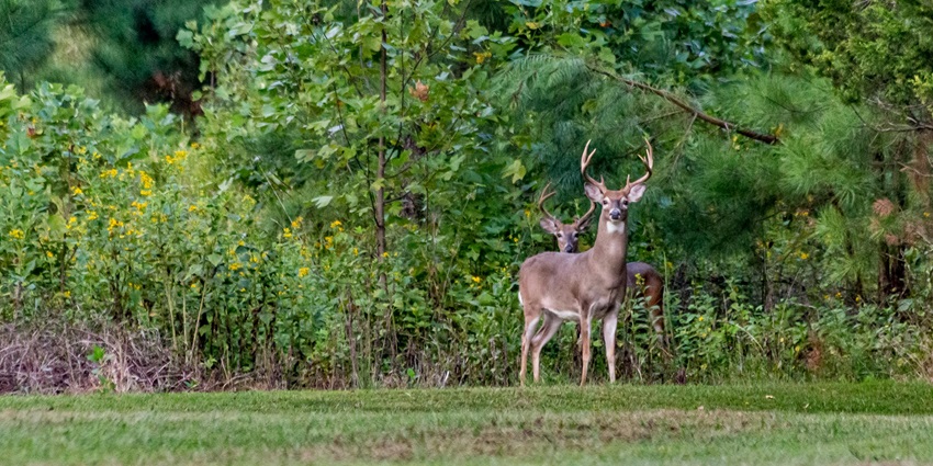 Snapshot of the beautiful deer taken in the deer park amidst and under the tree