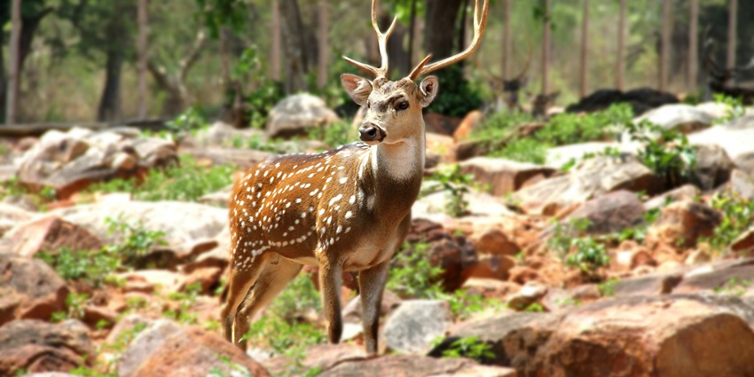 A deer standing gracefully on large boulders - Zoos in Himachal Pradesh.