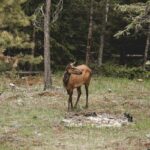 Snapshot of the beautiful deer in the forest of Manali Wildlife Sanctuary in Himachal