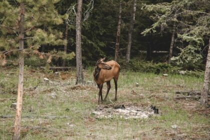 Snapshot of the beautiful deer in the forest of Manali Wildlife Sanctuary in Himachal