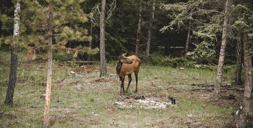 Snapshot of the beautiful deer in the forest of Manali Wildlife Sanctuary in Himachal