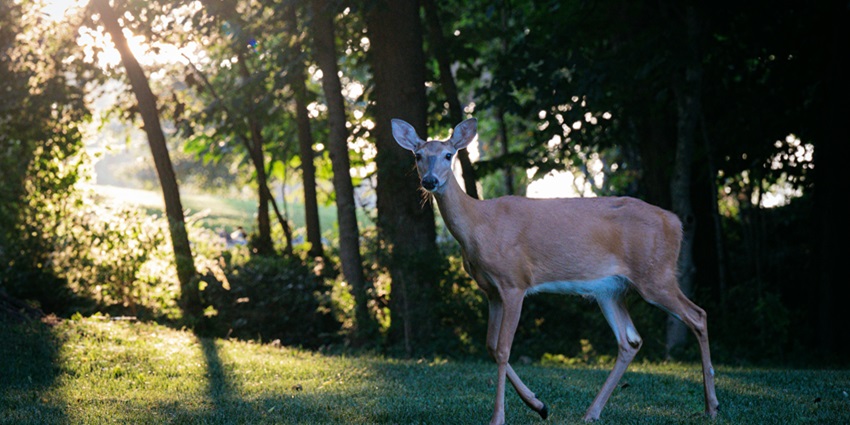 Beautiful snapshot of a majestic deer taken in the Wildlife Sanctuary– Things to do