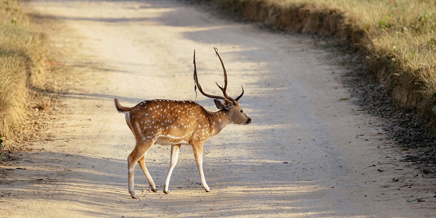 Beautiful image of a rare deer roaming around in the nattionla park near the amusement park