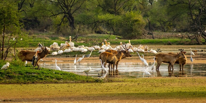 The best time to visit this sanctuary is during the winter months when the weather is cool