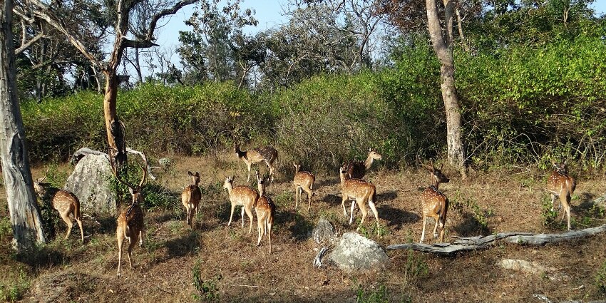 Bison national park houses a diverse range of wildlife including the famous Indian bison