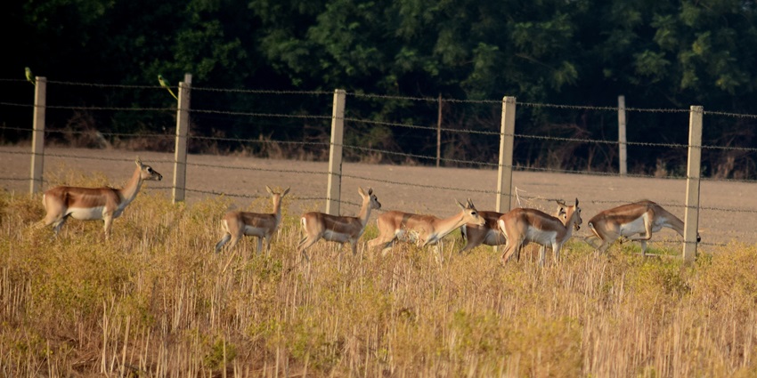 View of deers running around the golden meadows of a wildlife sanctuary