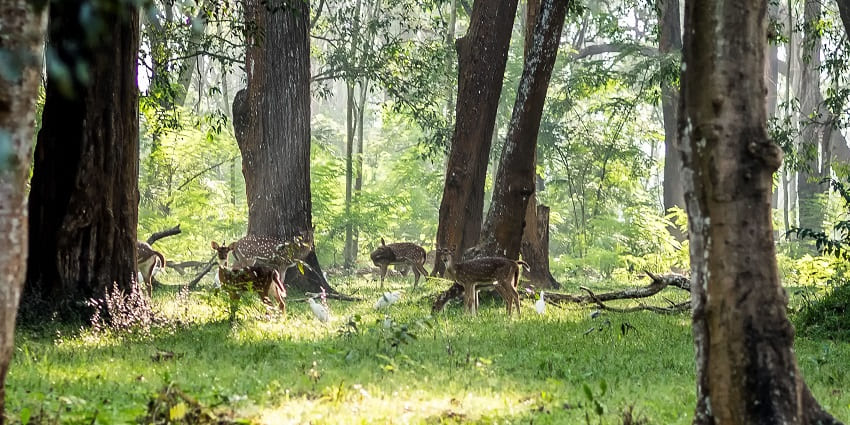 Watch wildlife in action at the forests surrounding the Neer Veezhcha Waterfalls