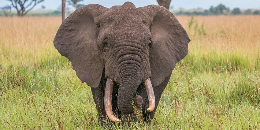 Visit the famous Dehing Patkai Elephant Reserve and have fun with your loved ones.