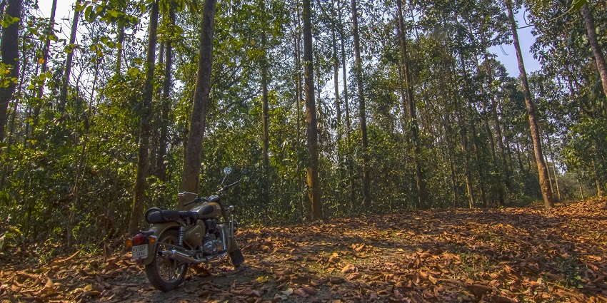 Dehing Patkai National Park has special wildlife reserves including Hoolock gibbons, Capped langurs, Hill myna, etc.