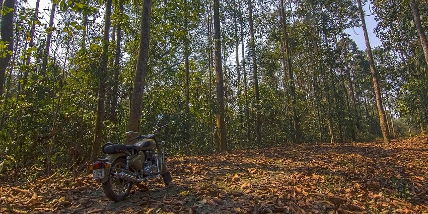 Snapshot of the Dehing Patkai Wildlife Sanctuary–Places to visit in Tinkusia, Assam