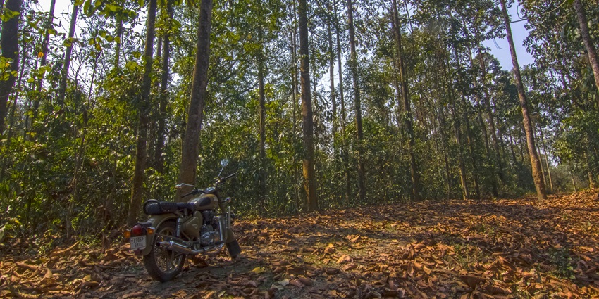 Dehing Patkai landscape, highlighting the region's pristine forests and diverse wildlife.