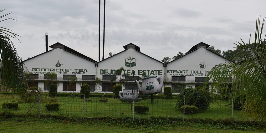 This tea garden offers an refreshing experience as tourists can wander and stroll around