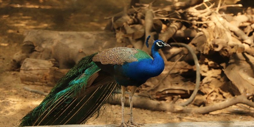 Delhi Zoo is one of the most unique places to visit on birthday in Delhi for everyone.