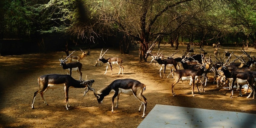 National zoological park is one of the most amazing places to visit in Delhi in winters.