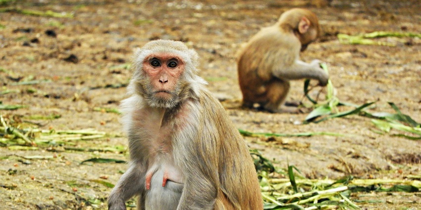 Delhi Zoo is one of the most mind-blowing tourist attractions for every traveller.