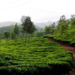 Panoramic view of the Devikulam hills- one of the offbeat hill stations in Trivandrum