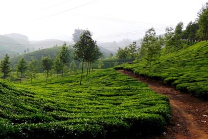 Panoramic view of the Devikulam hills- one of the offbeat hill stations in Trivandrum