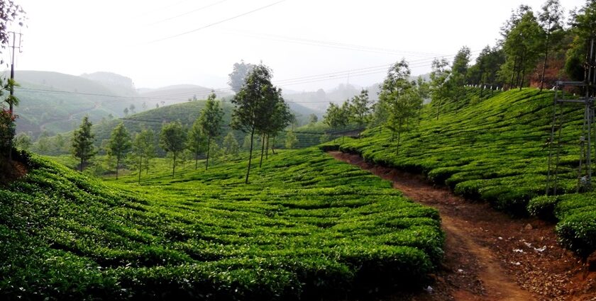 Panoramic view of the Devikulam hills- one of the offbeat hill stations in Trivandrum