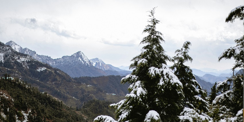 A serene view of mountains and pine trees covered with pristine snow in Dhanaulti.