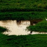 A breathtaking view of a small eaglet on a lush green grassland near a pond of water.