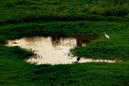 A breathtaking view of a small eaglet on a lush green grassland near a pond of water.