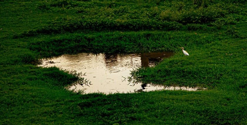 A breathtaking view of a small eaglet on a lush green grassland near a pond of water.