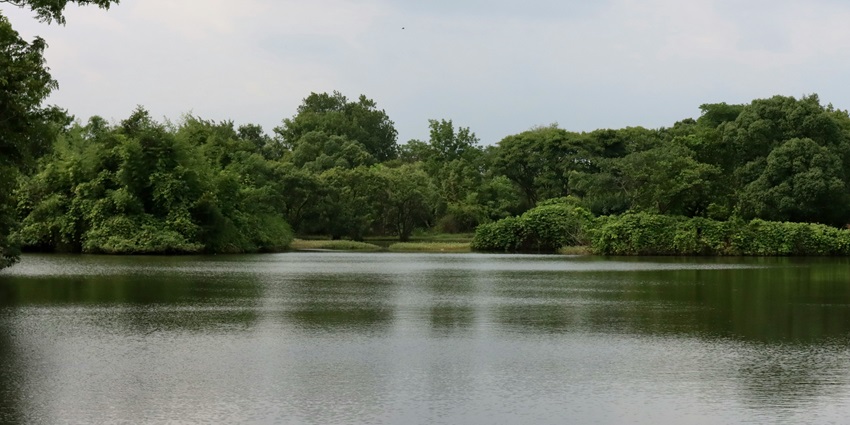Beautiful view of the Dhansiri River Banks, with lush greenery and forest on the far side of the river.