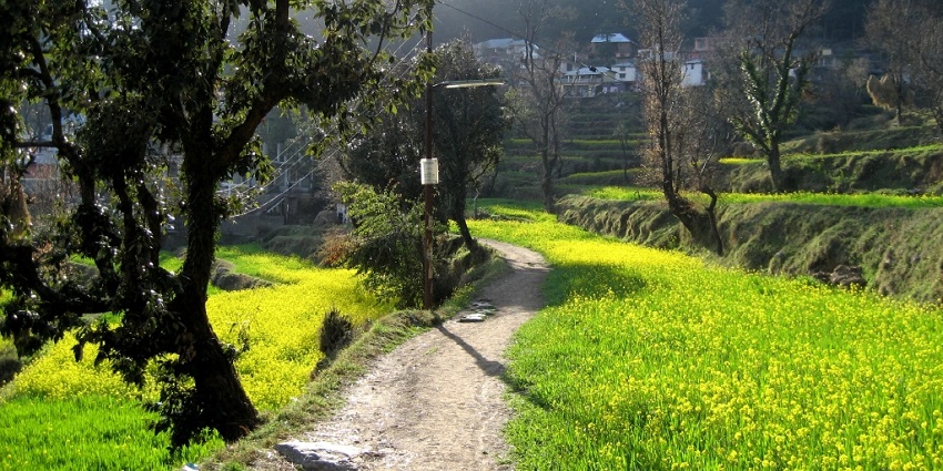 Explore the lush green landscapes of the beautiful village Dharamkot in McLeodganj.