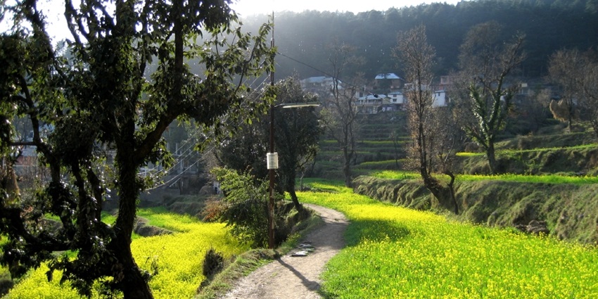 A view of the greenery of Dharamkot, one of the top places to visit in Dharamshala in May.