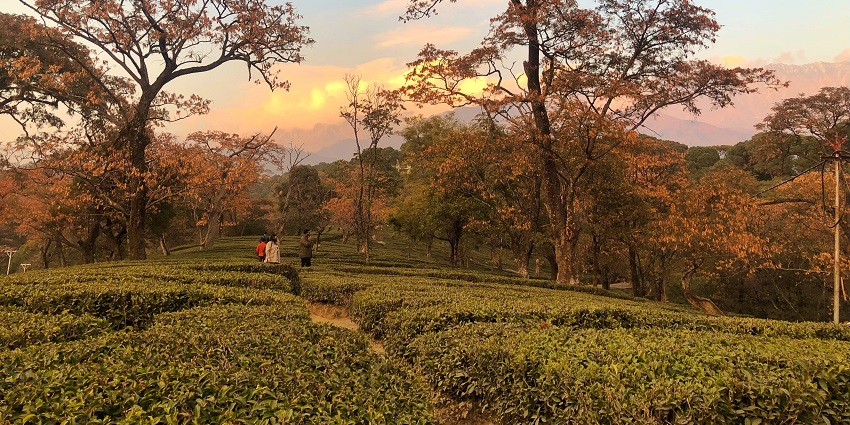 The serene tea gardens in Dharamshala are known for their ambience and cedar forests