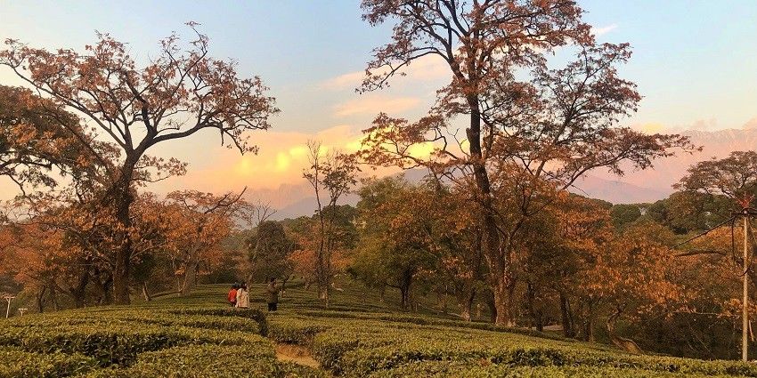 There are several tea gardens in Dharamshala that have a soothing and relaxing landscape