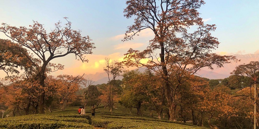 A scenic view of a garden in Dharamshala with Dhauladhar range in the background.